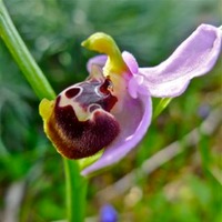 ILOVEKYTHERA.COM IMAGINE KYTHERA ISLAND (40)