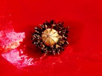 ILOVEKYTHERA.COM IMAGINE KYTHERA ISLAND (30)