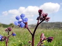 ILOVEKYTHERA.COM IMAGINE KYTHERA ISLAND (92)